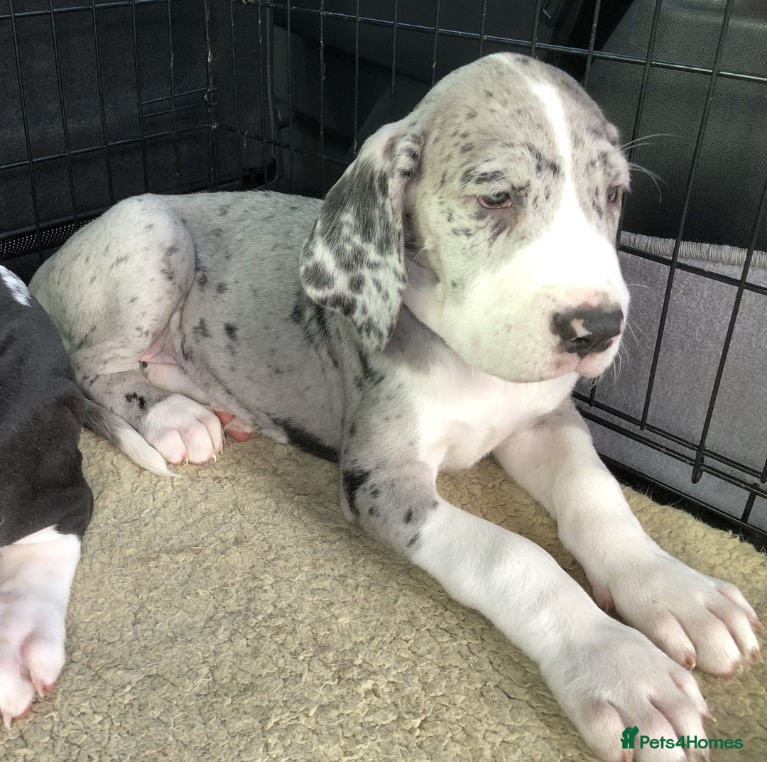Great Dane dogs for sale: Damarkann Great Dane Puppies - Image 7