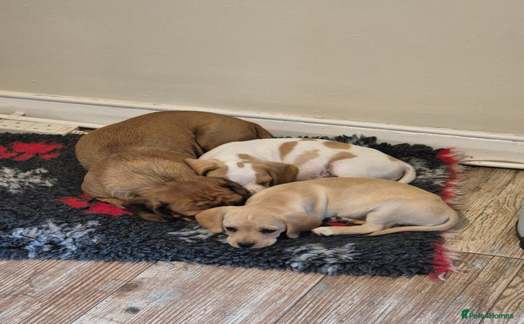 Mixed Breed dogs - Advert 1