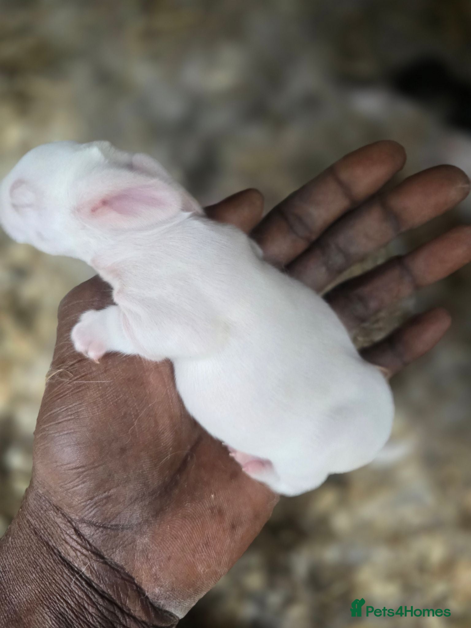 Continental Giant rabbits Continental Giant Rabbit Kits Bookings Now Open 🐰 - Advert 1