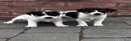 Jack Russell dogs for sale: rough coated jack russell’s  - Advert 3
