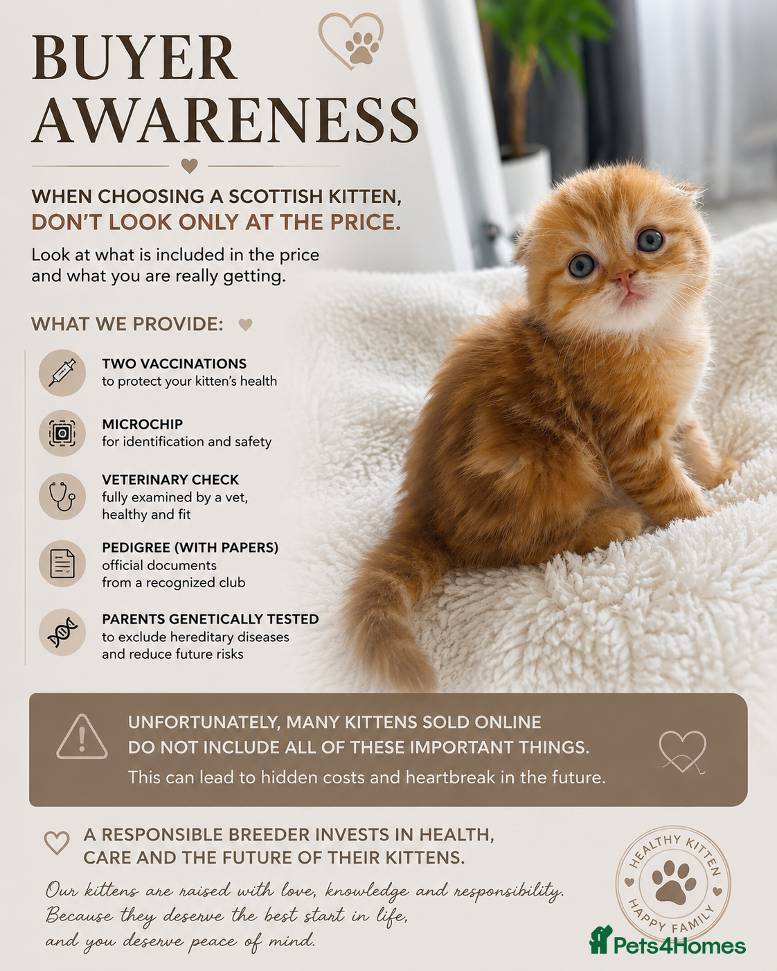 Scottish Fold cats Purebred kitten, best in UK - Advert 1