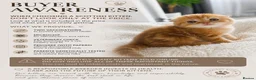 Scottish Fold cats for sale: Purebred kitten, best in UK - Advert 9
