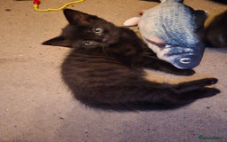 Mixed Breed cats for sale: Ragdoll X Kittens - Image 19