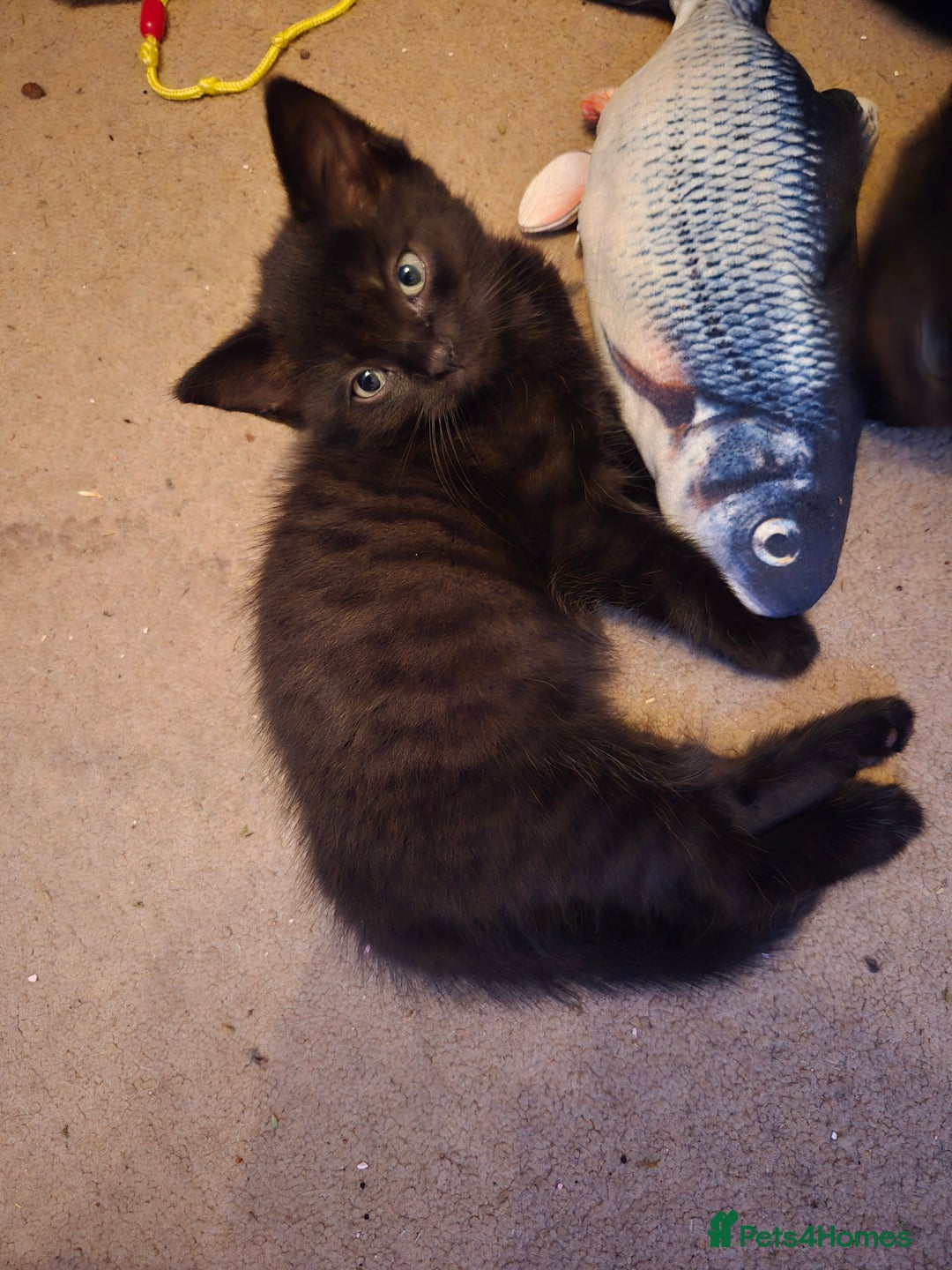 Mixed Breed cats for sale: Ragdoll X Kittens - Image 19