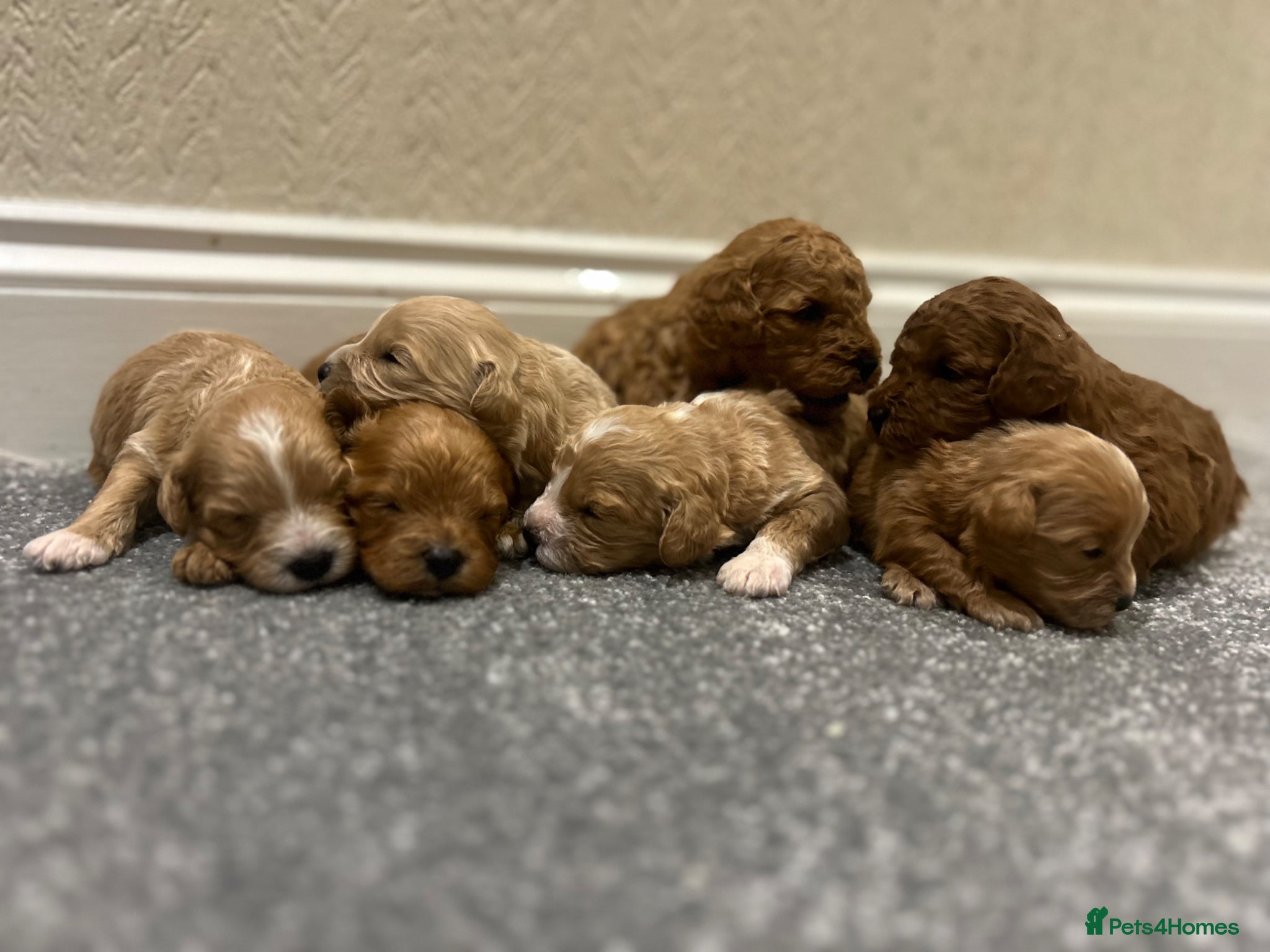 Cavapoo dogs for sale: OUTSTANDING CAVAPOO PUPPIES  - Advert 9