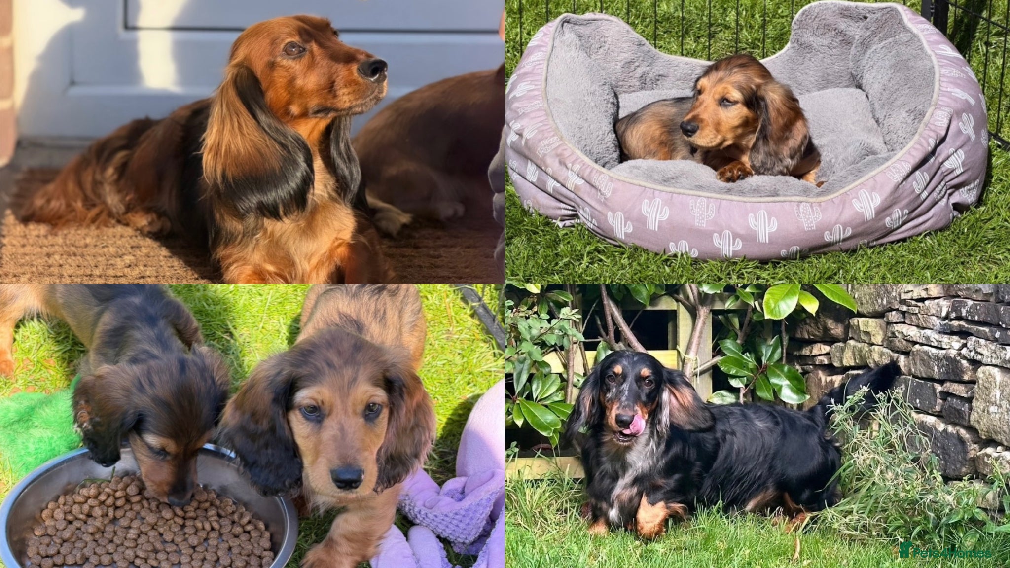 Dachshund dogs 2 KC Standard Long Haired Dachshund Puppies - Advert 1