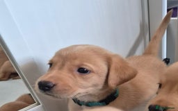 Labrador Retriever dogs for sale: Beautiful KC registered Labrador puppies - Image 9