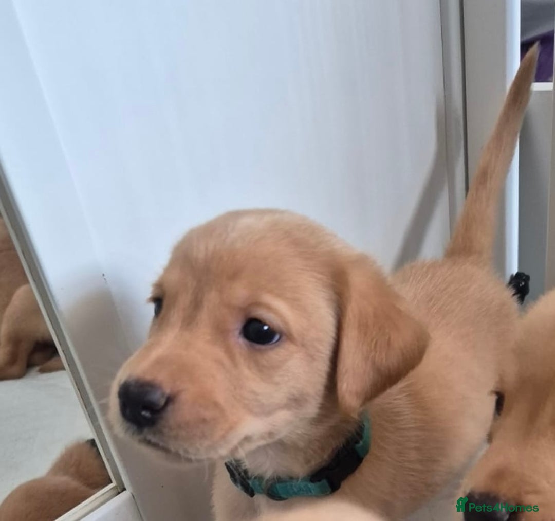 Labrador Retriever dogs for sale: Beautiful KC registered Labrador puppies - Image 9
