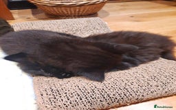 Mixed Breed cats for sale: 2 sweet kittens for sale - Advert 5