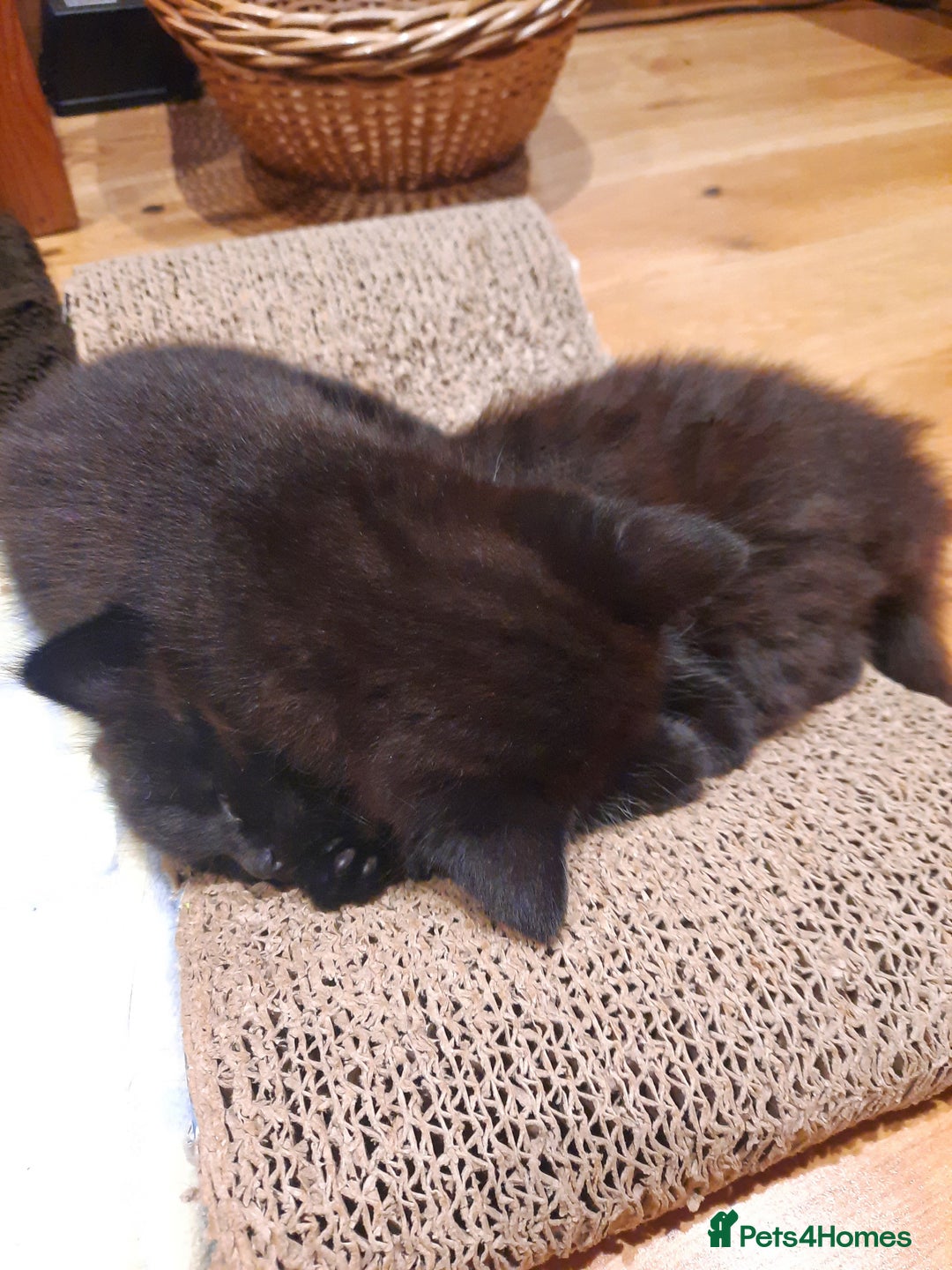 Mixed Breed cats for sale: 2 sweet kittens for sale - Advert 5