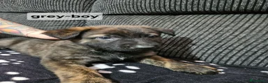 Mixed Breed Puppy 10