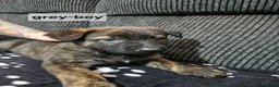 Mixed Breed dogs for sale: German shepherd x dutch shepherd  in Grimsby - Advert 6