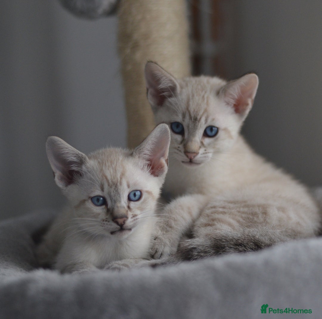 Siamese cats for stud: 🍫 CHOCCY POINT WEDGEHEAD TYPE SIAMESE STUD - Advert 10