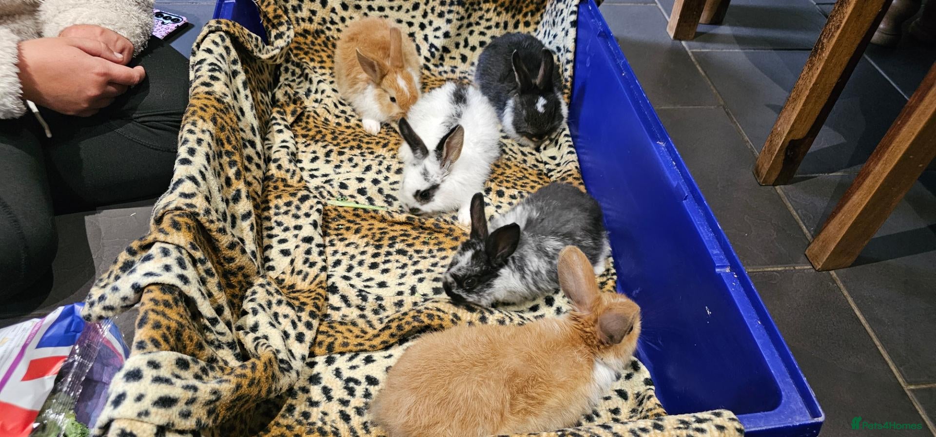 Mixed Breed rabbits Mini lop x Netherlands dwarf - Advert 12