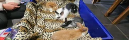 Mixed Breed rabbits for sale: Mini lop x Netherlands dwarf - Advert 1