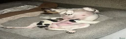 Jack Russell dogs for sale: Lovely chunky jack Russell’s  - Advert 4