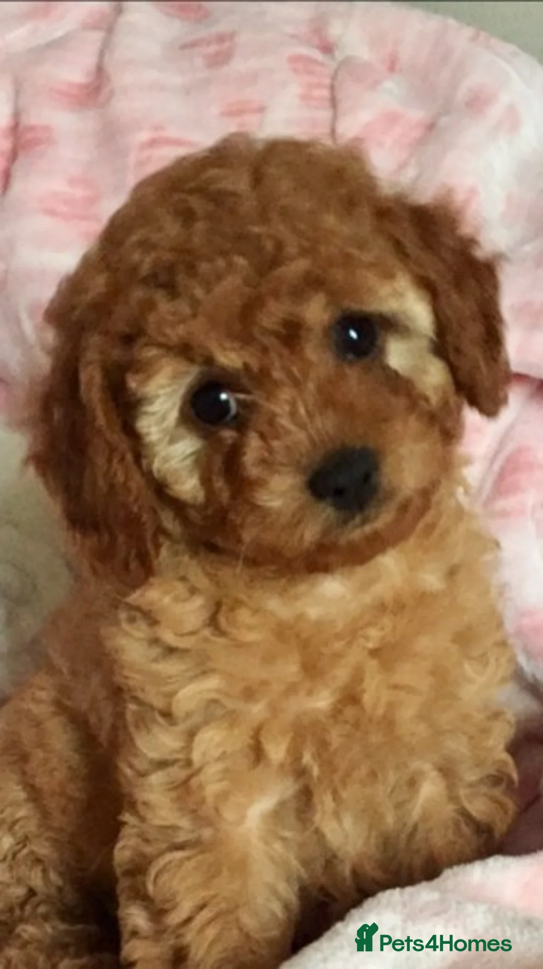 Poodle dogs for stud: Red Mini Poodle PRA Clear & Other DNA Clear in Mansfield - Advert 8