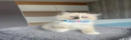 Ragdoll cats for sale: Pedigree Ragdoll kittens  - Advert 5