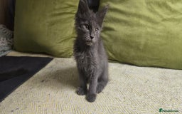 Maine Coon cats for sale: Maine Coon Kittens ready to leave home  - Image 3