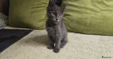 Maine Coon cats - Advert 11