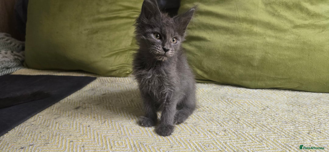 Maine Coon cats for sale: Maine Coon Kittens ready to leave home  - Image 3