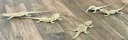 Bearded Dragon reptiles for sale: Juvenile Bearded dragons  - Advert 22
