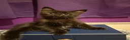 Mixed Breed cats for sale: Kittens looking for great homes - Advert 14