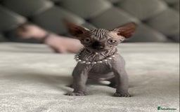 Sphynx cats for sale: Canadian sphinx kittens blue eyes girls  - Image 27