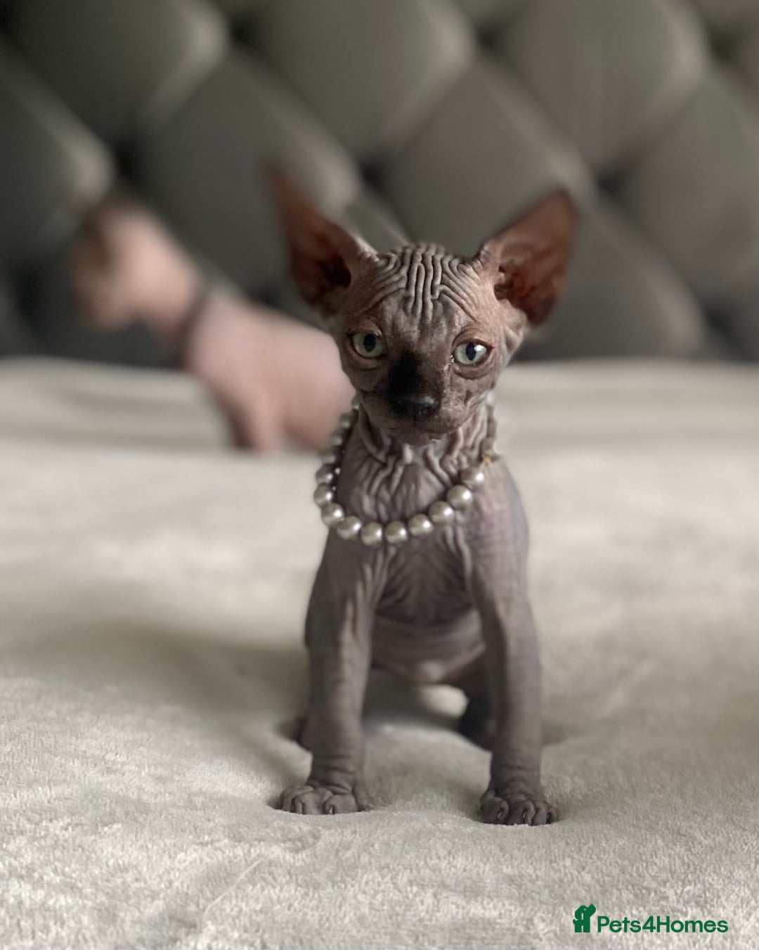 Sphynx cats for sale: Canadian sphinx kittens blue eyes girls  - Image 27