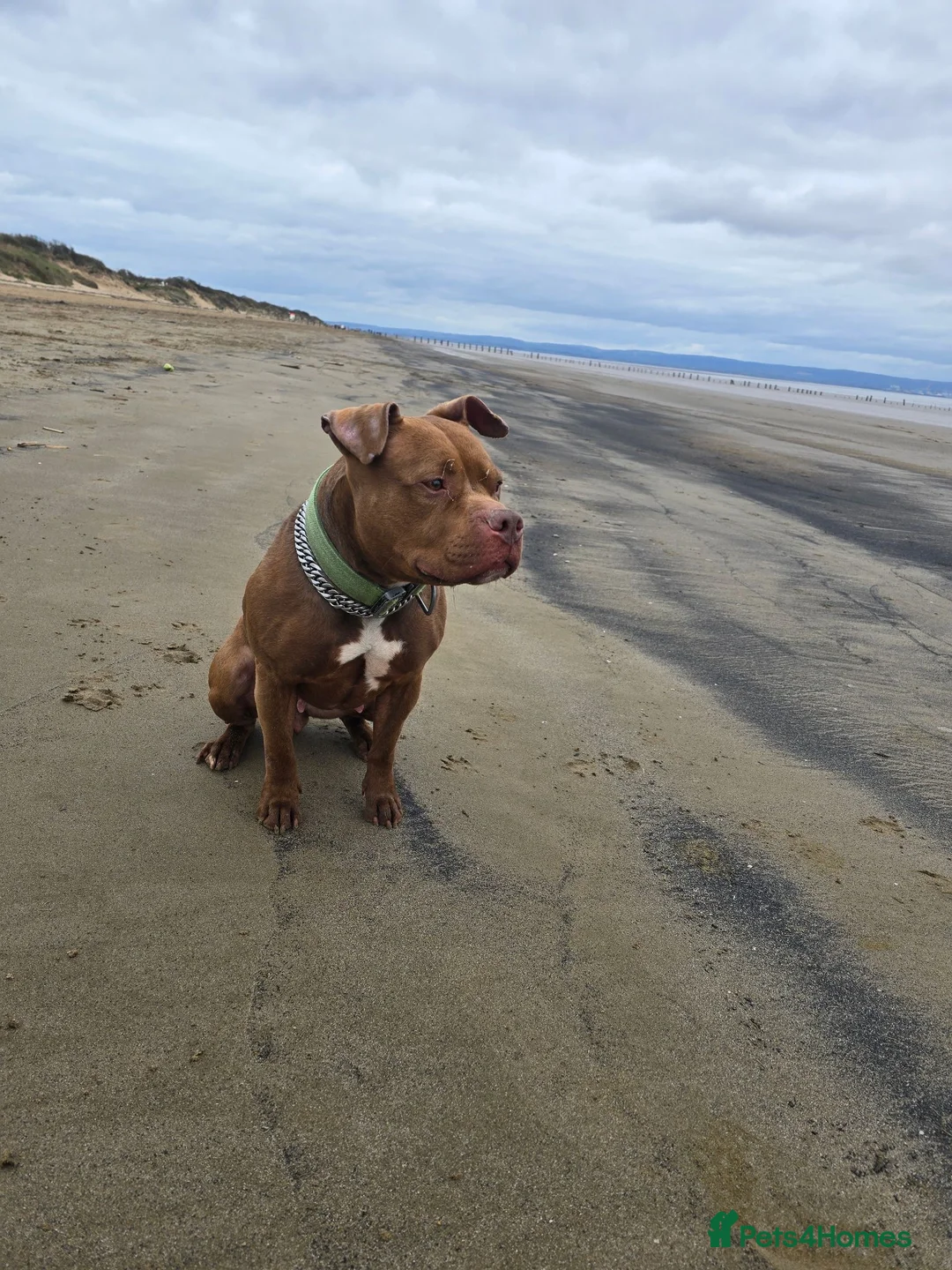 Mixed Breed dogs for sale: Staffy cross pocket bully - Advert 4