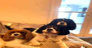 Cavalier King Charles Spaniel dogs in Heathfield - Advert 4