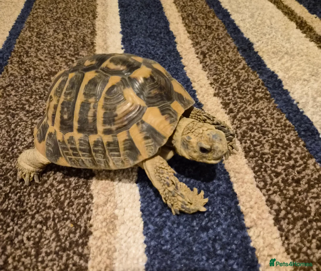 Hermann Tortoise reptiles for sale: Herman's tortoise (Elliott) - Advert 1