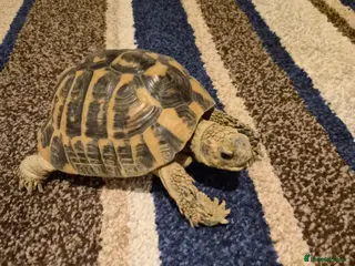 Hermann Tortoise reptiles Herman's tortoise (Elliott) - Advert 9
