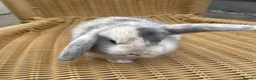 Mini Lop rabbits for sale: Gorgeous baby mini lops  - Advert 7