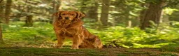 Golden Retriever dogs for sale: KC registered Golden Retriever puppies for sale in West Kilbride - Advert 3