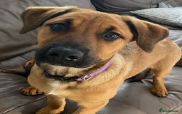 Mixed Breed dogs for sale: 8 month old Belgian/ Rottweiler  - Advert 3