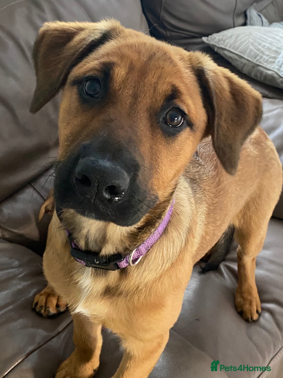 Mixed Breed dogs for sale: 8 month old Belgian/ Rottweiler  - Advert 3