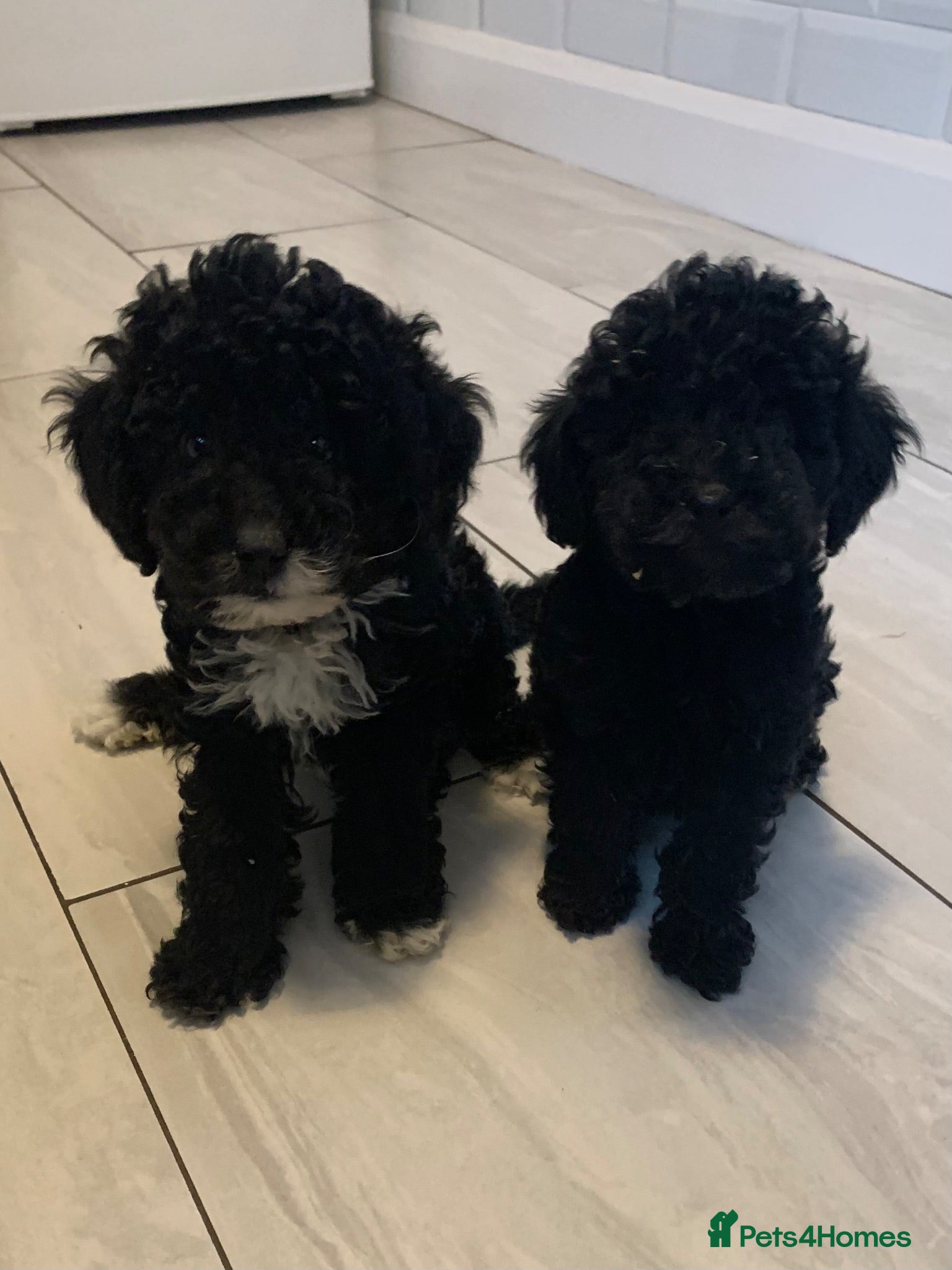 Cockapoo dogs Amazing DNA/BVA CLEAR mini cockapoo puppies  - Advert 2