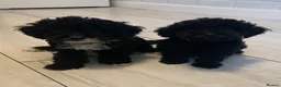 Cockapoo dogs for sale: Amazing DNA/BVA CLEAR mini cockapoo puppies  - Advert 1
