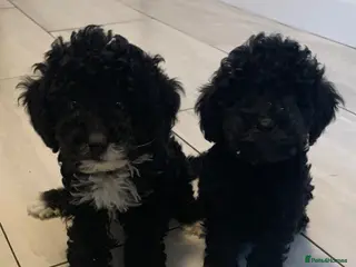 Cockapoo dogs Amazing DNA/BVA CLEAR mini cockapoo puppies - Advert 1