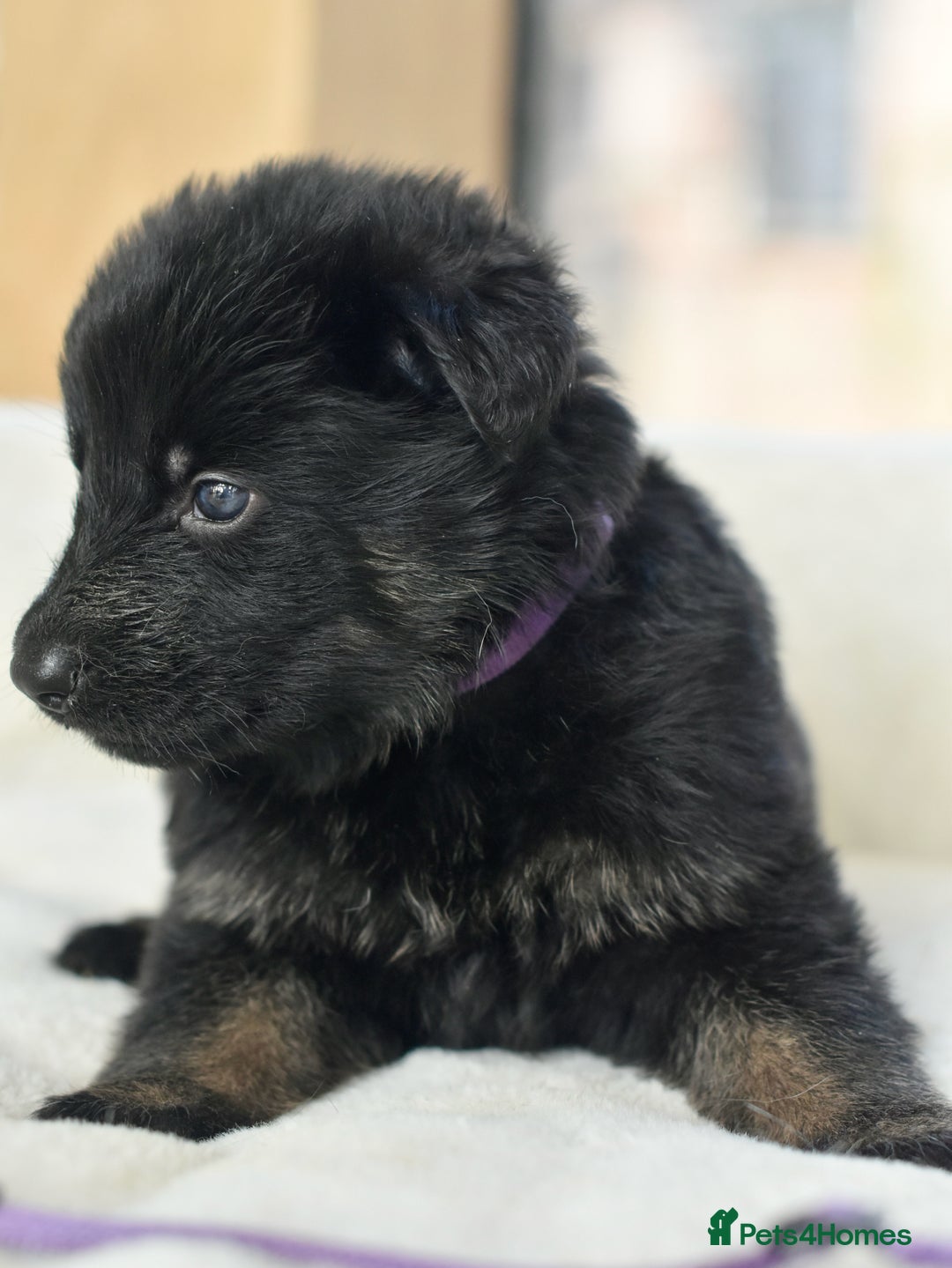 German Shepherd dogs for sale: 5 Generation KC - straight backed GSD puppies  - Image 9