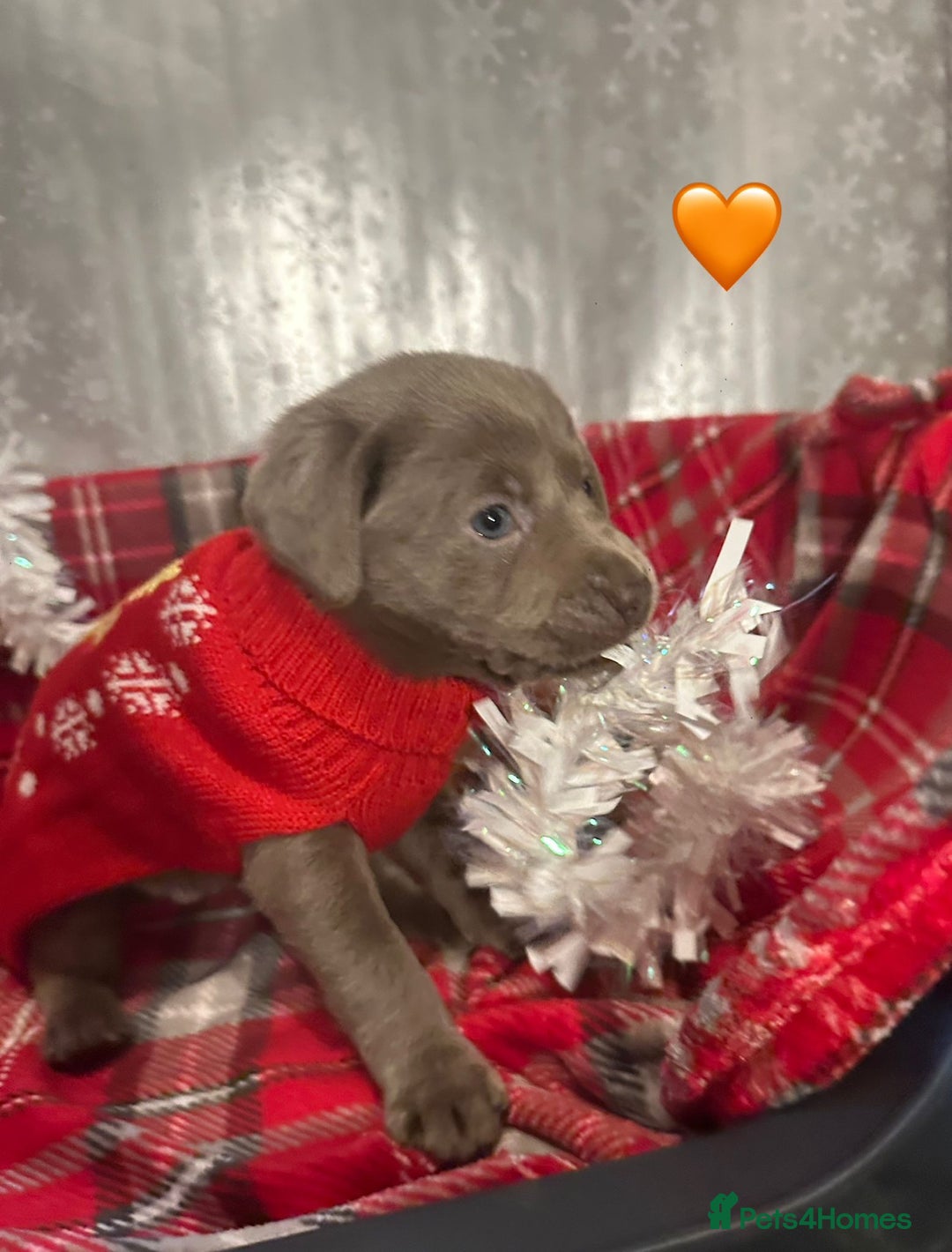 Labrador Retriever dogs for sale: !REDUCED! silver labrador's KC - Advert 3