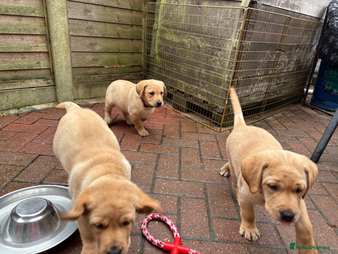 Labrador Retriever dogs for sale: Fox Red x yellow Labradors - Advert 10
