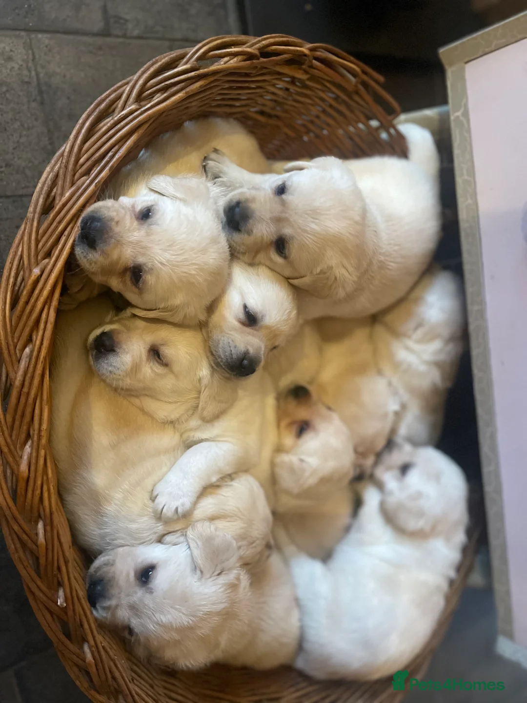 Labrador Retriever dogs for sale: Fabulous KC Champion Lines Labrador Puppies - Advert 11