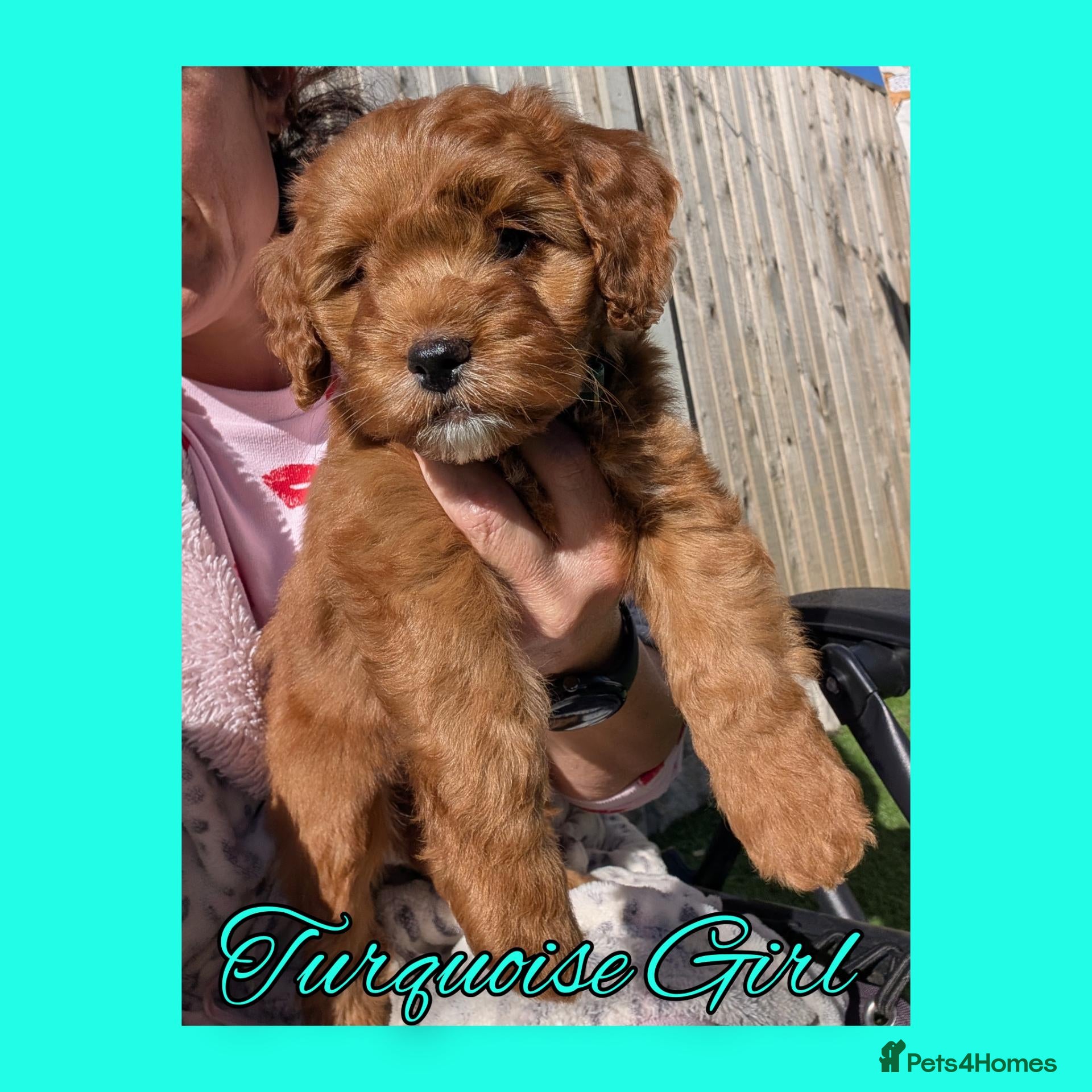 Cockapoo dogs READY NOW 6 x Red Cockapoo Girls For Sale - Advert 2