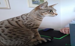 Savannah cats for sale: Beautiful F3 Pedigree Savannah Lady TICA Reg - Image 8