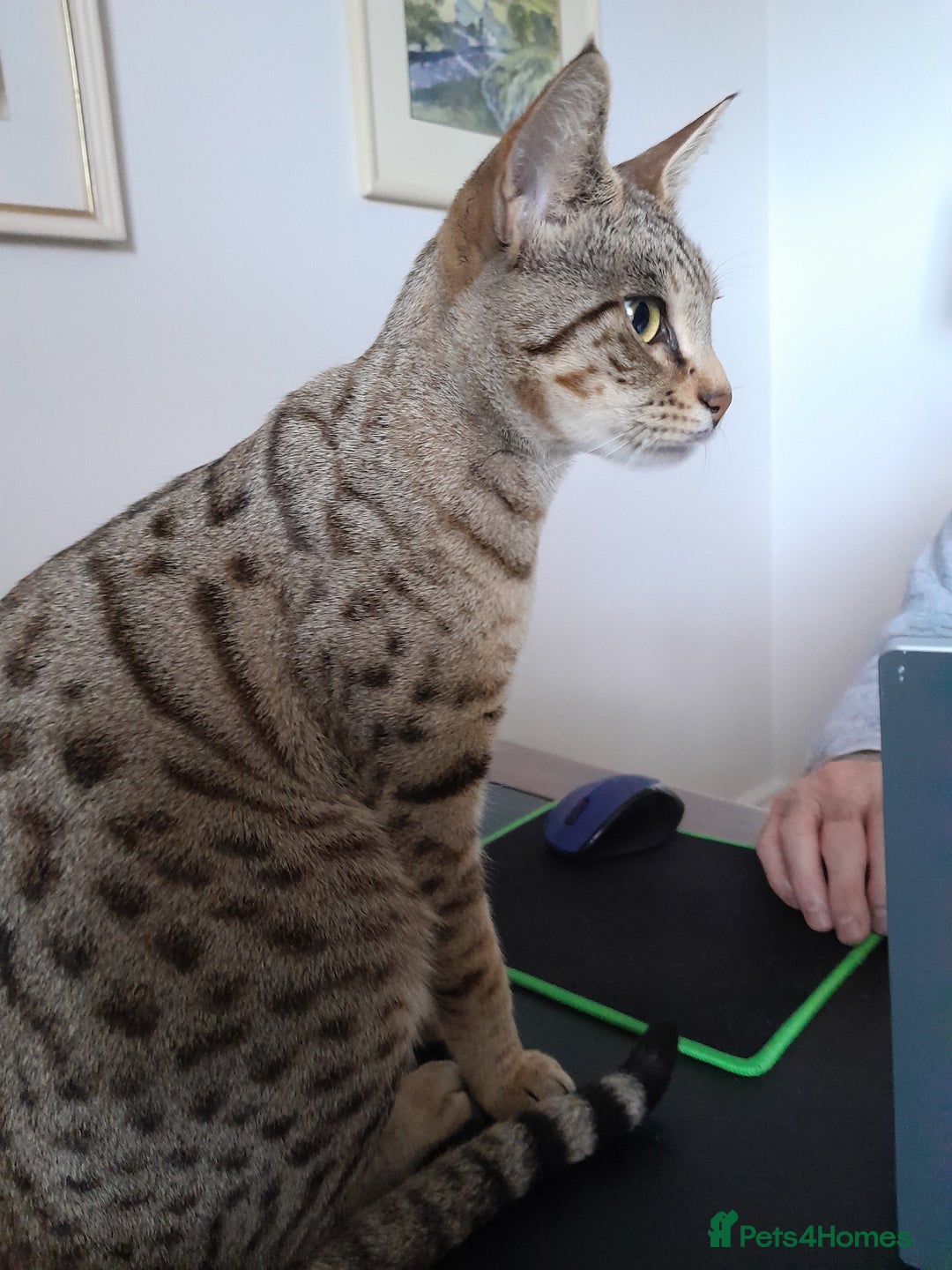 Savannah cats for sale: Beautiful F3 Pedigree Savannah Lady TICA Reg - Image 8