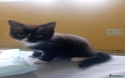 British Shorthair cats for sale: 2 boy kittens for sale - Image 1