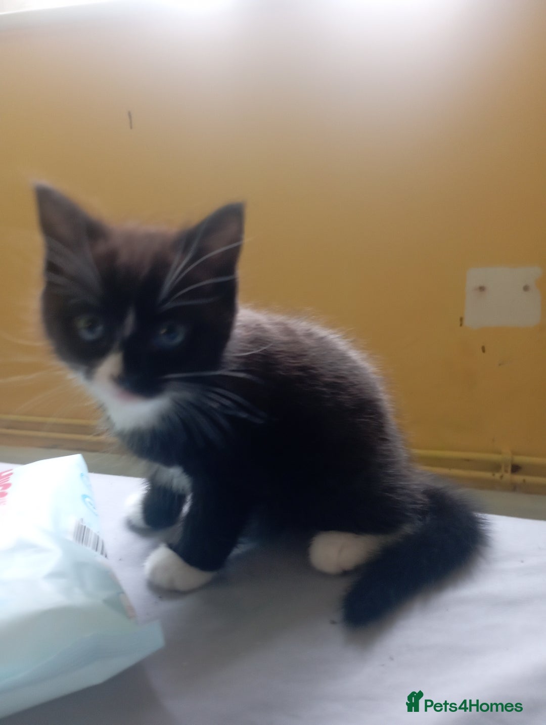 British Shorthair cats for sale: 2 boy kittens for sale - Image 1