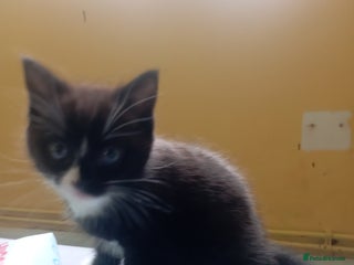 British Shorthair cats - Advert 9